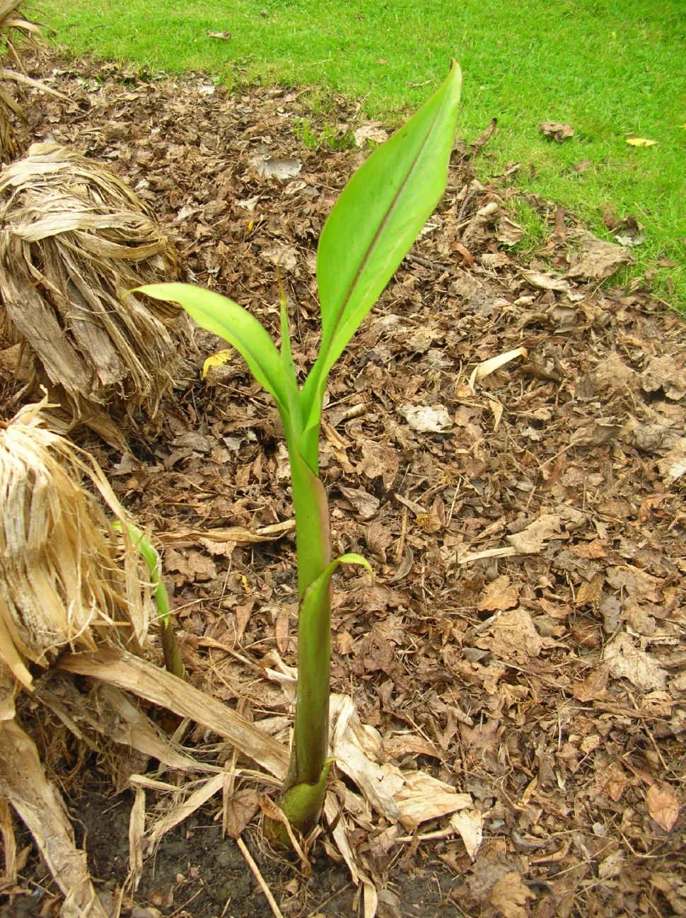 Pousse de Musa Basjoo