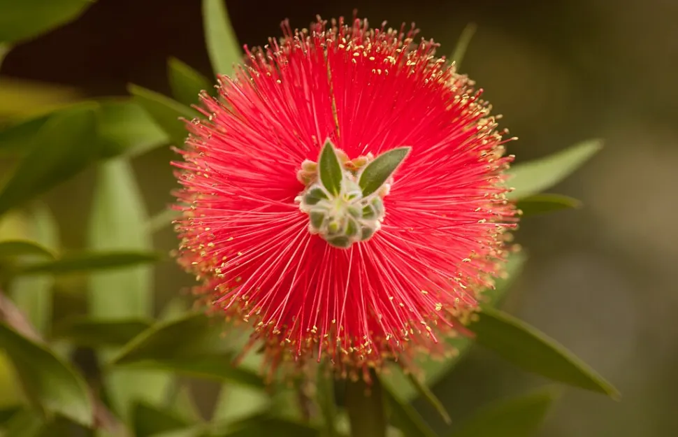Callistemon Melaleuca flaskeskylleblomst