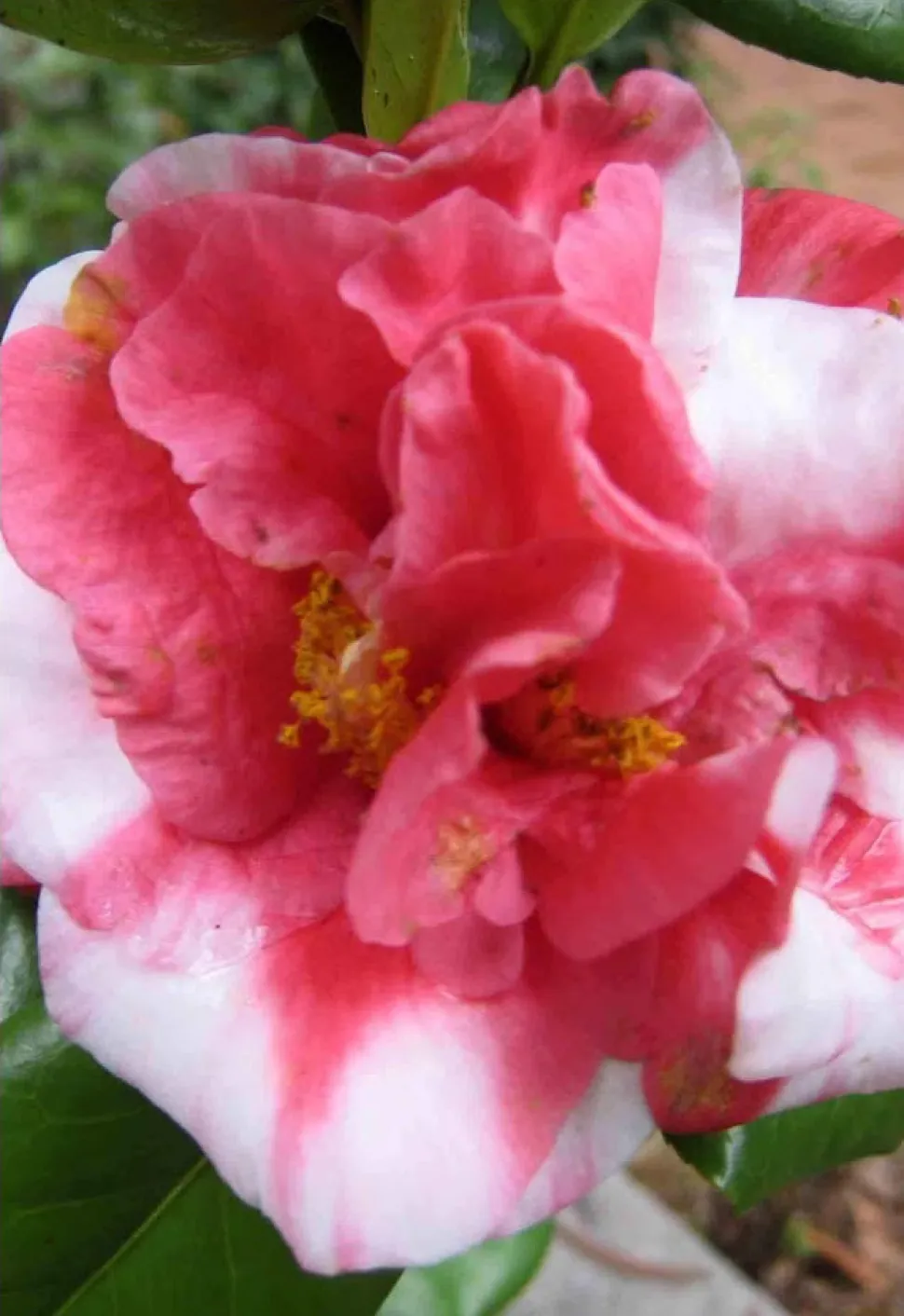 Roze en witte bloem Camellia 'Nuccio's Jewel
