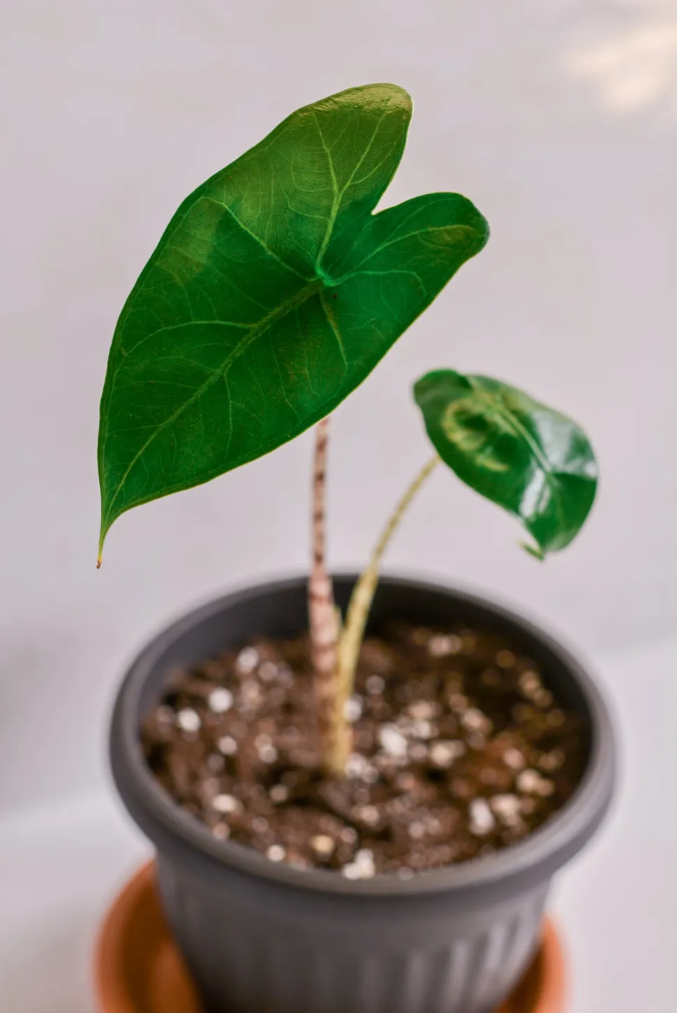 Alocasia zebrina plant
