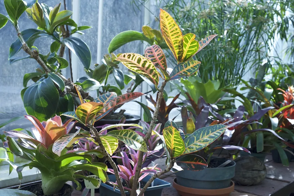 Croton Petra in een pot