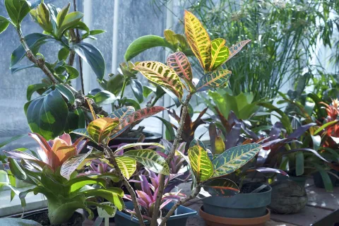 Croton Petra in pot