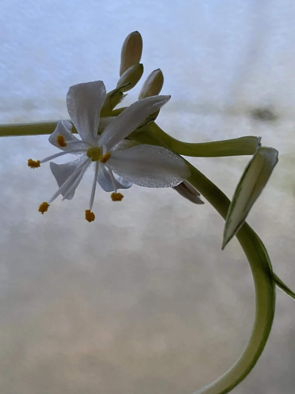 Blume von Chlorophytum Bonnie