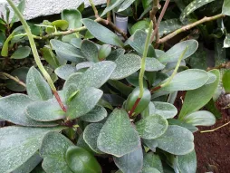 Peperomia clusiifolia in pot