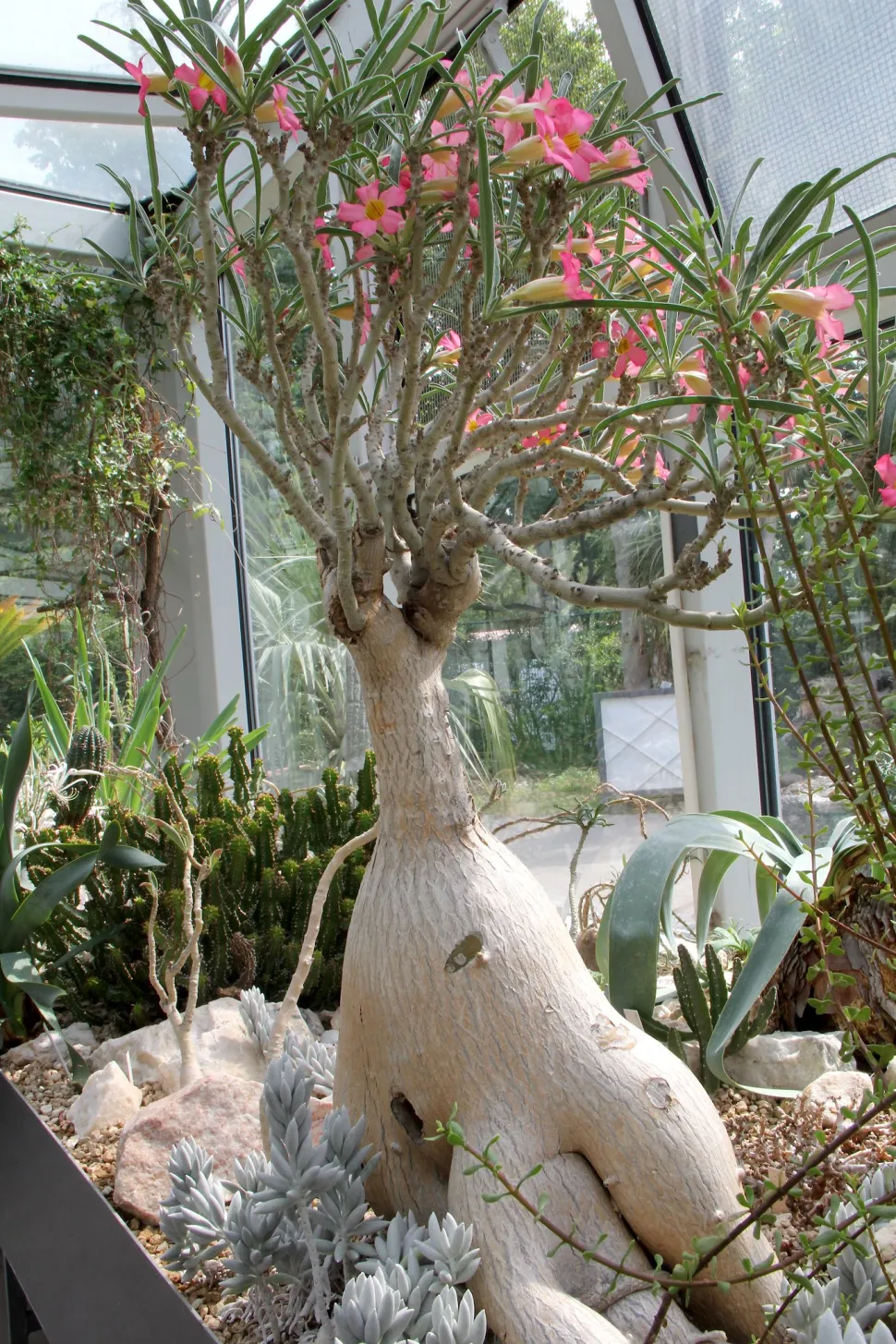Adenium oleifolium in un vaso