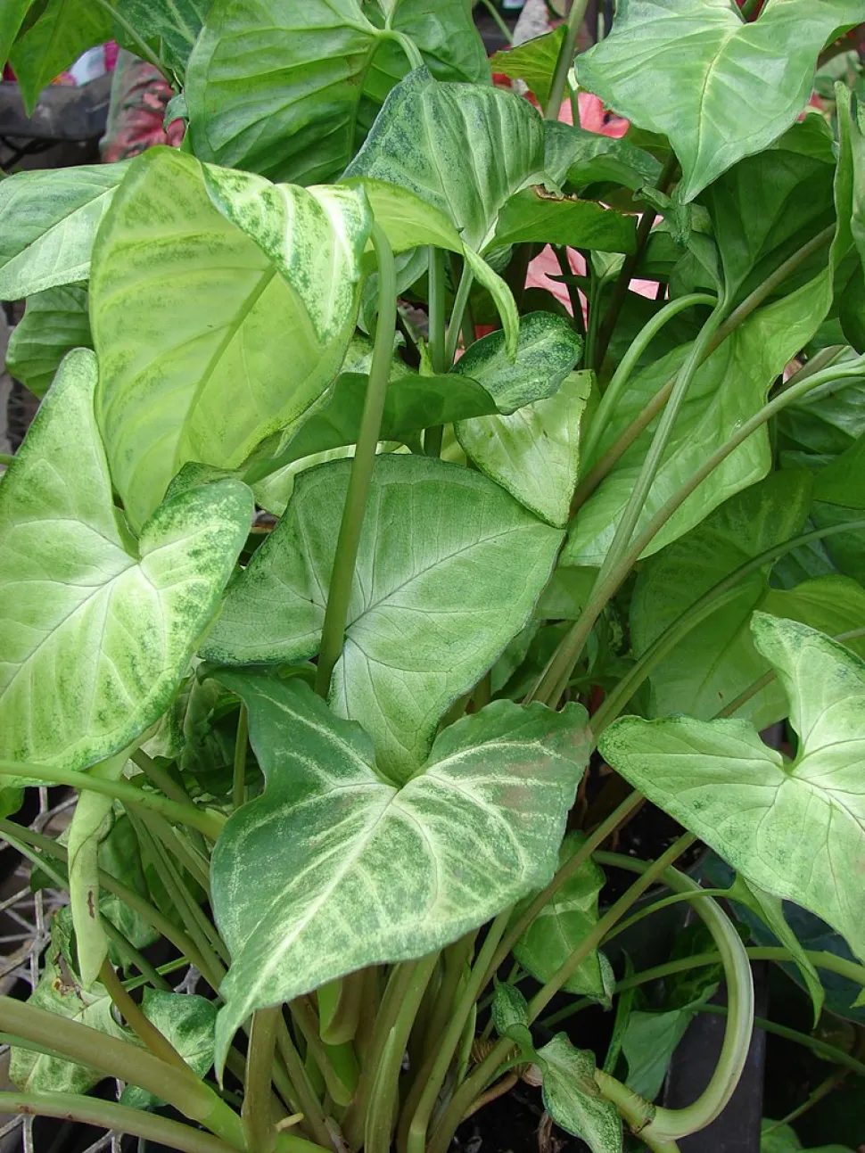 Lichtgroene bladeren Syngonium podophyllum