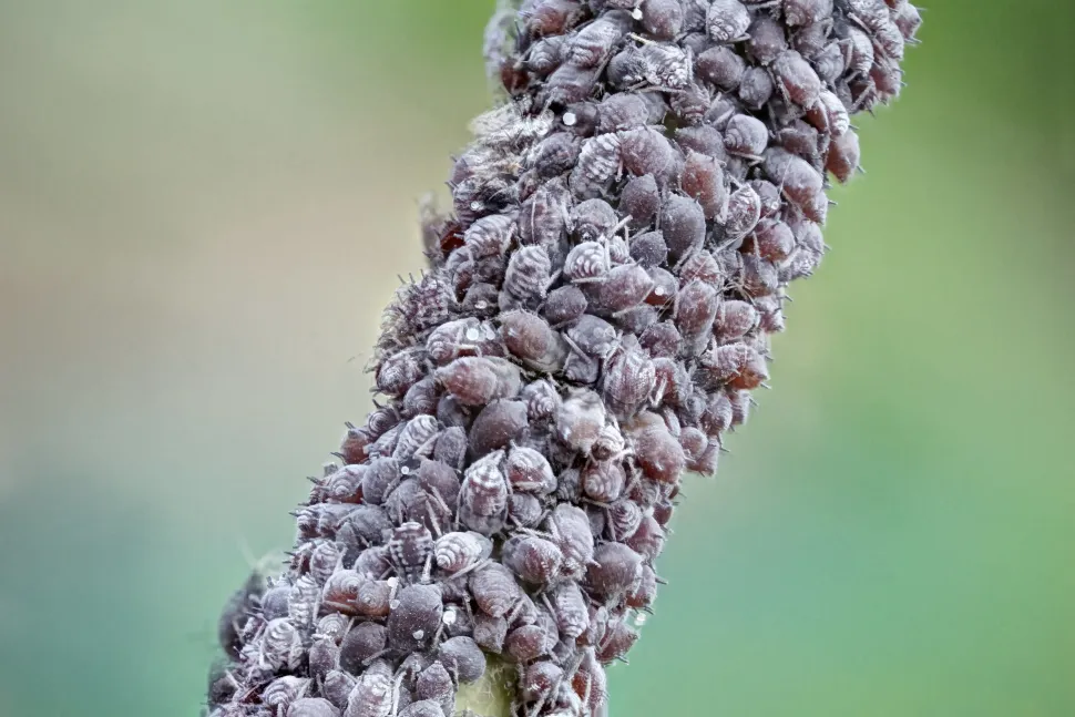 Aphid swarm on a stem