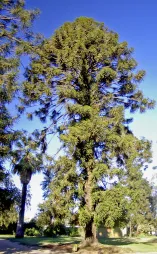 Araucaria bidxillii en el suelo