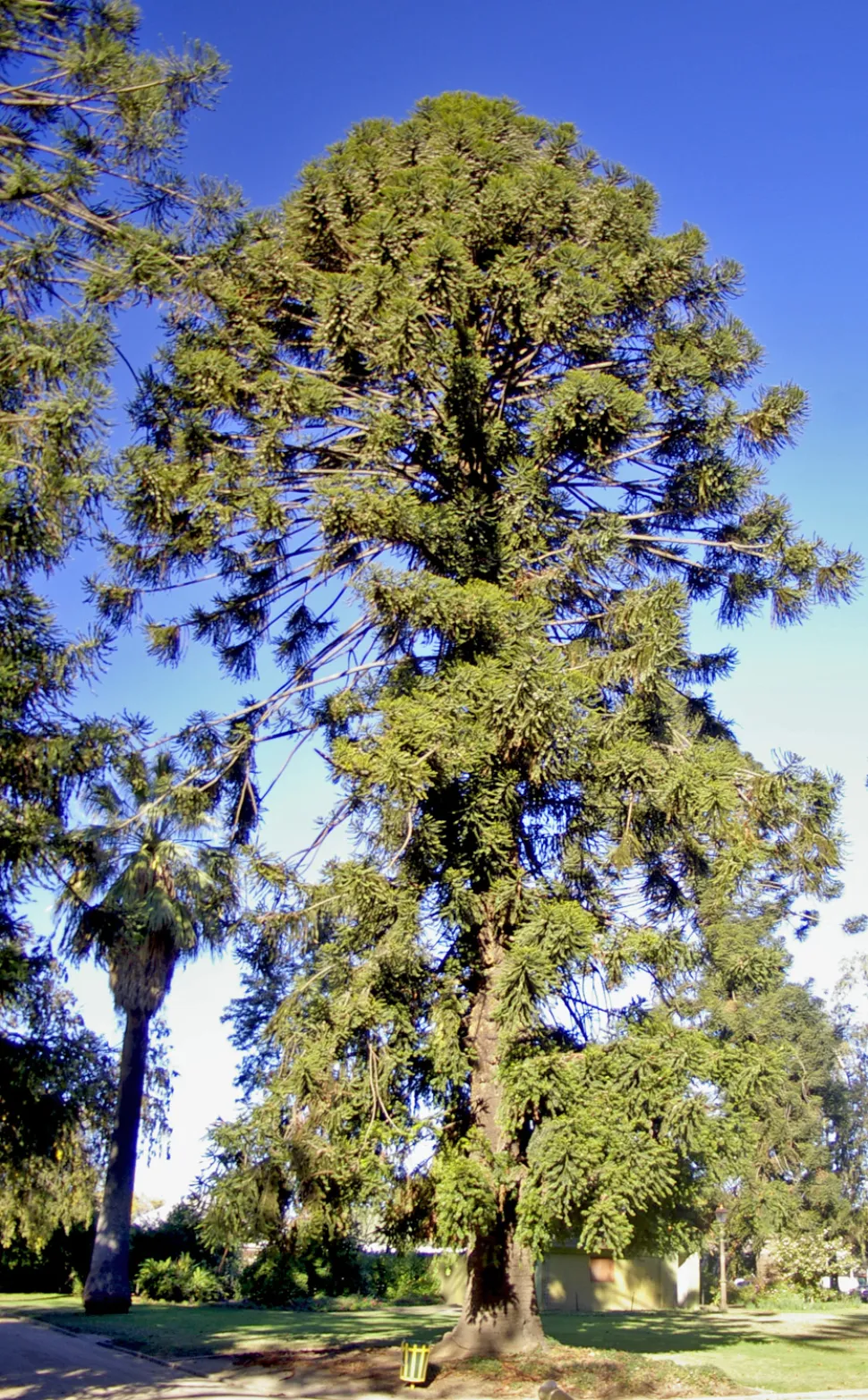 Araucaria bidxillii in the ground