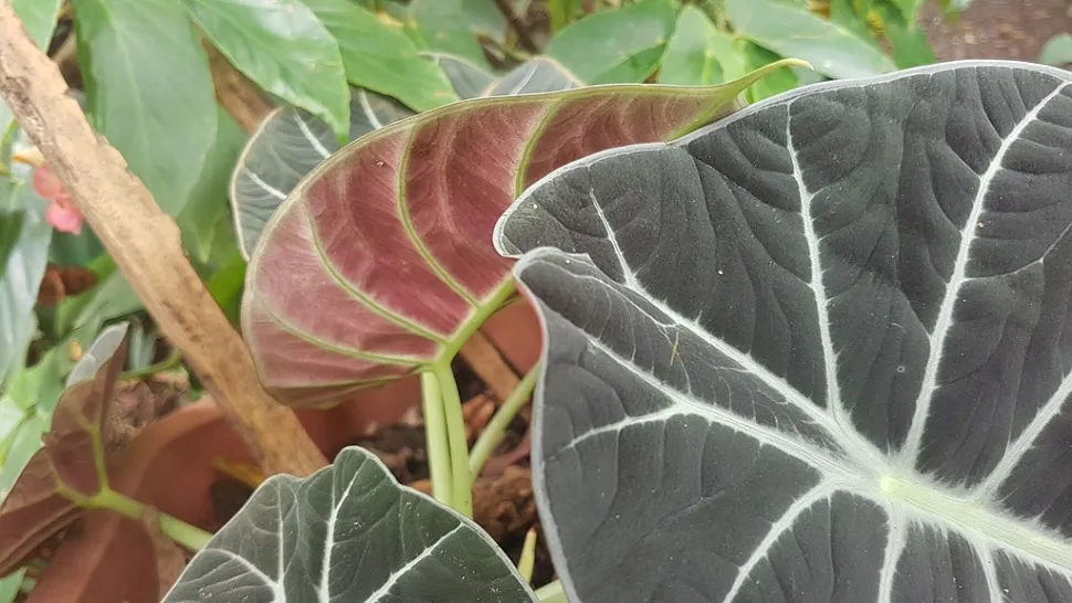 Rückseite rote Blätter Alocasia Ninja