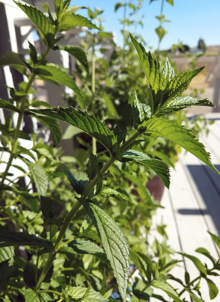 Follaje de menta verde