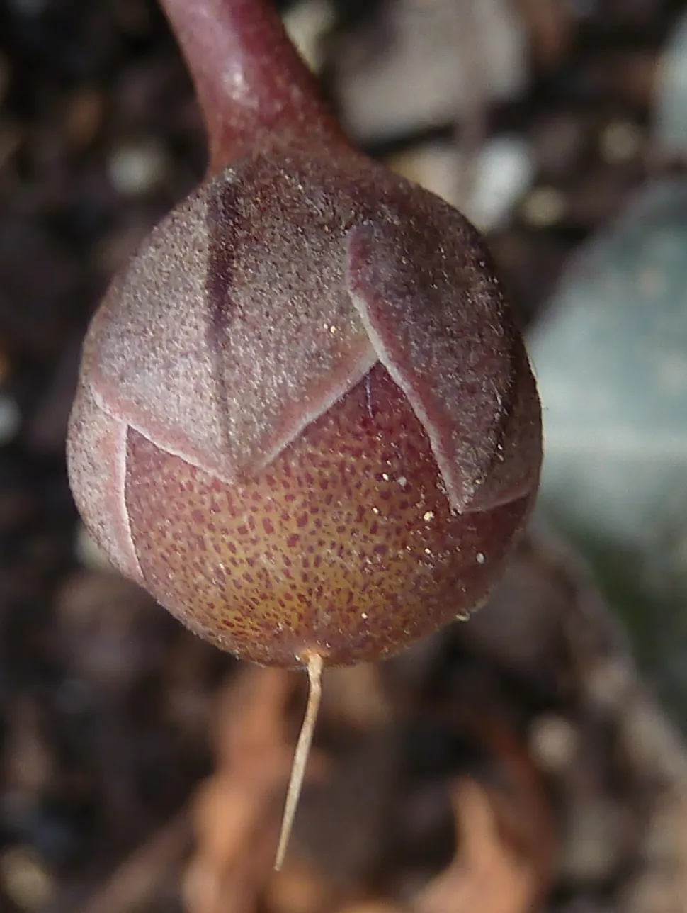 Cyclamen persicum frugt