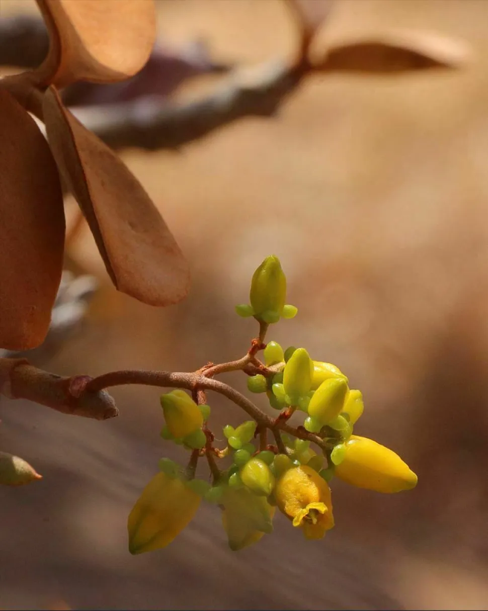 Bloemen van Kalanchoë orgyalis