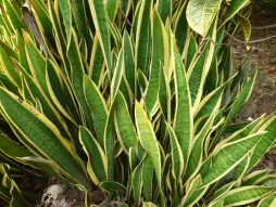 Sansevieria trifasciata