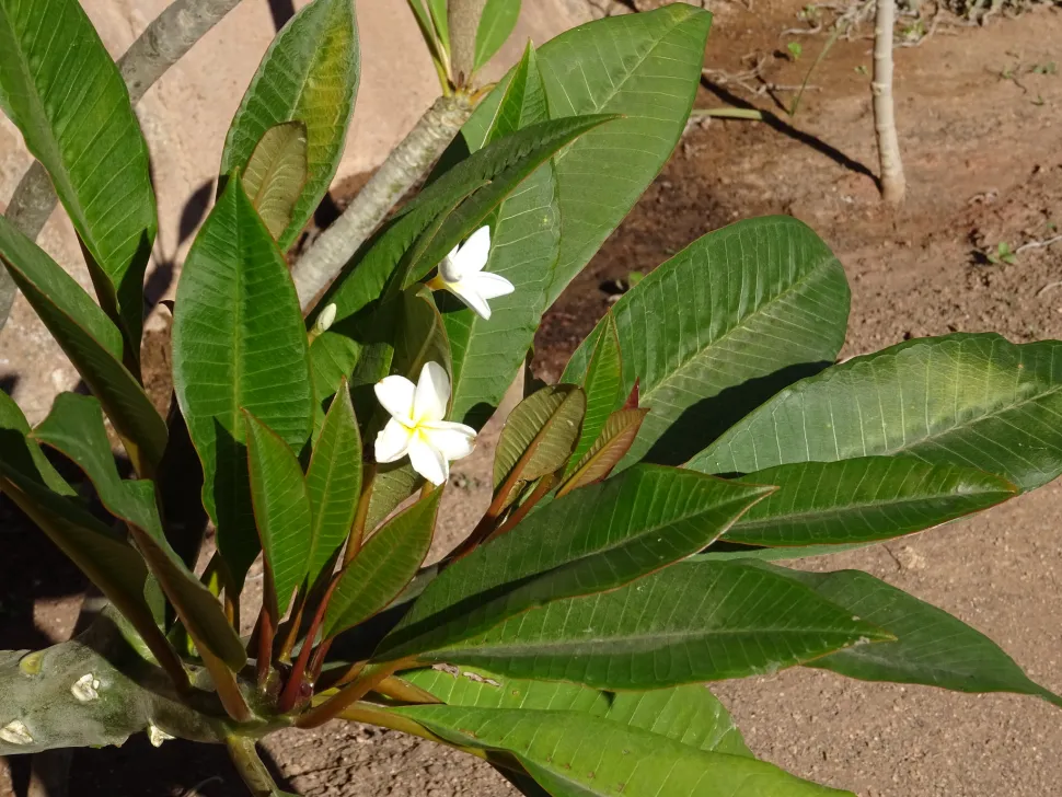 Blühender Zweig Plumeria obtusa frangipani