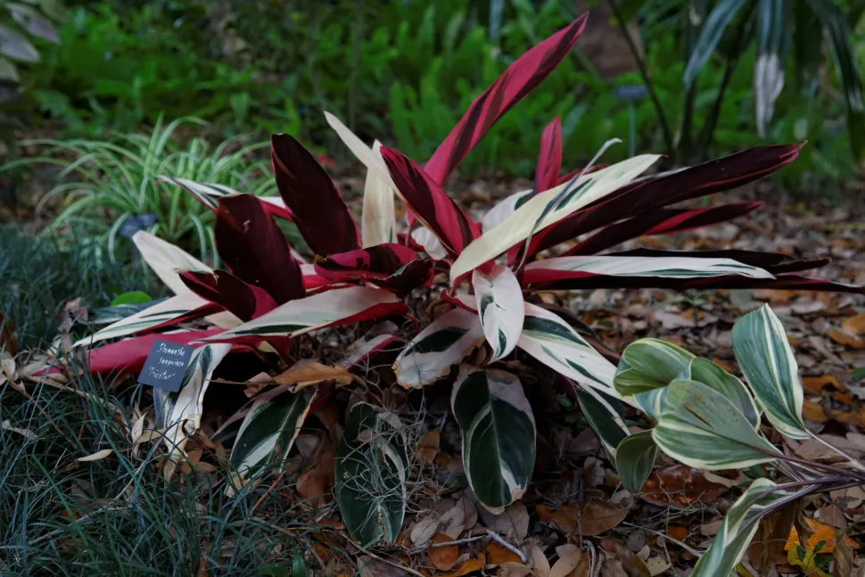 Stromanthe sanguinea triostar in de grond