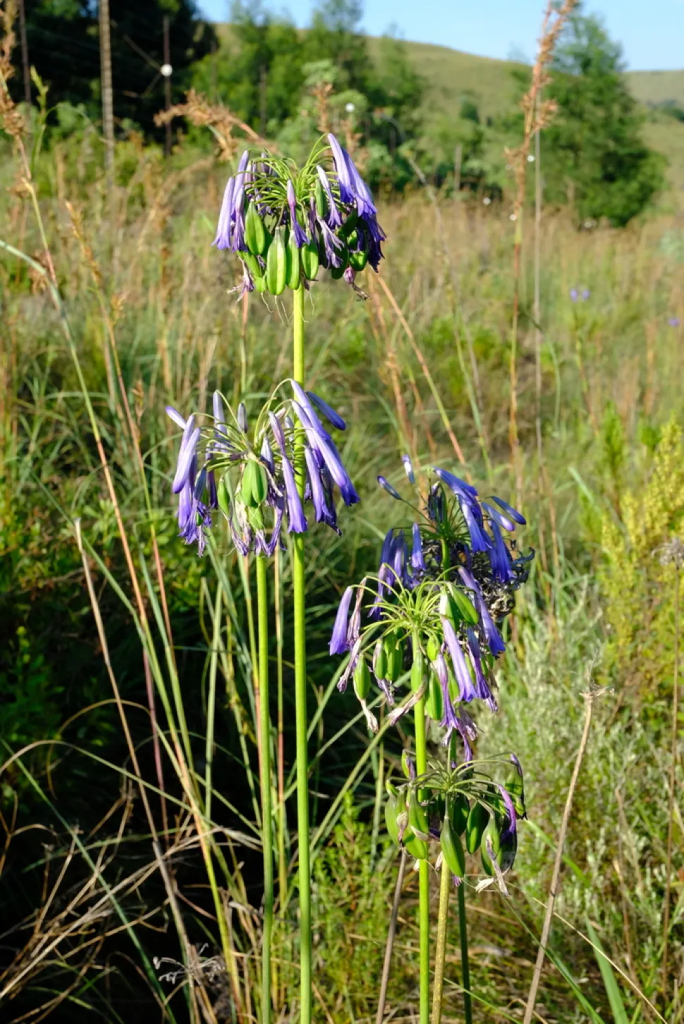 Bloemen en vruchten Agapanthus inapertus