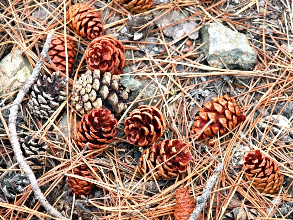 Fyrrekogler Pinus laricio