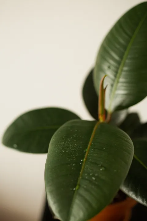 Ficus elastica