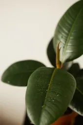 Ficus elastica