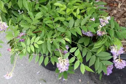 Hojas verdes y flores moradas de glicinia americana