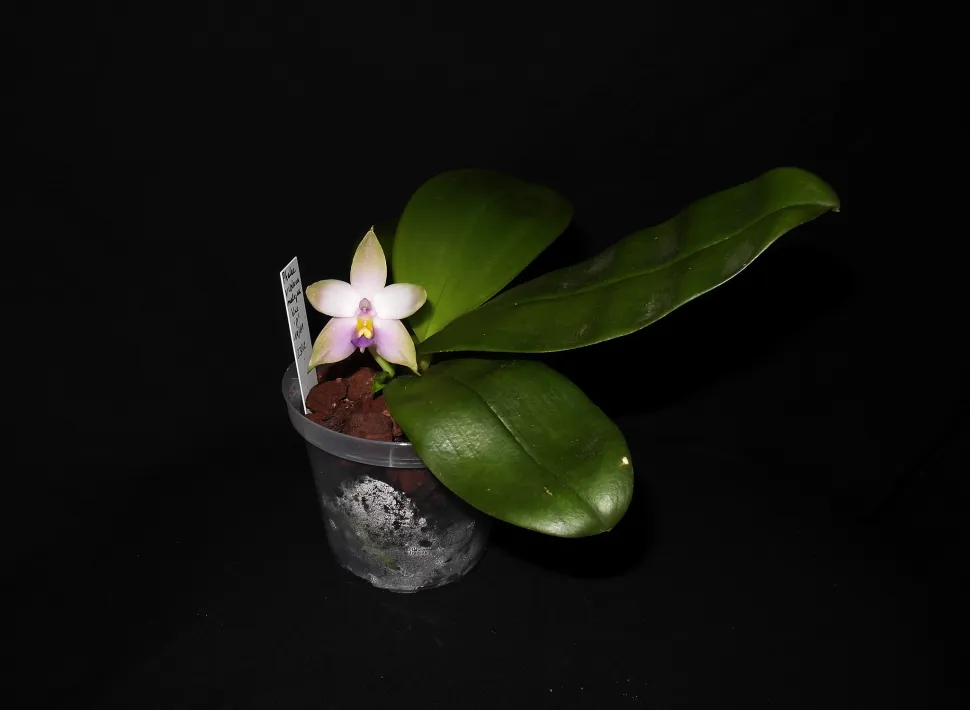 Una flor de orquídea Phalaenopsis en una maceta