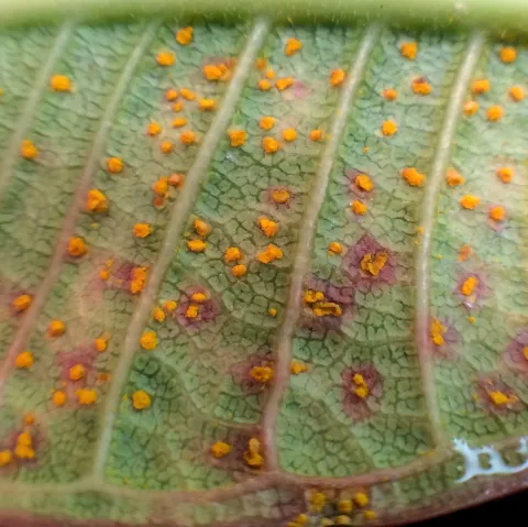 Manchas de óxido en una hoja