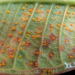 Rust stains on a leaf