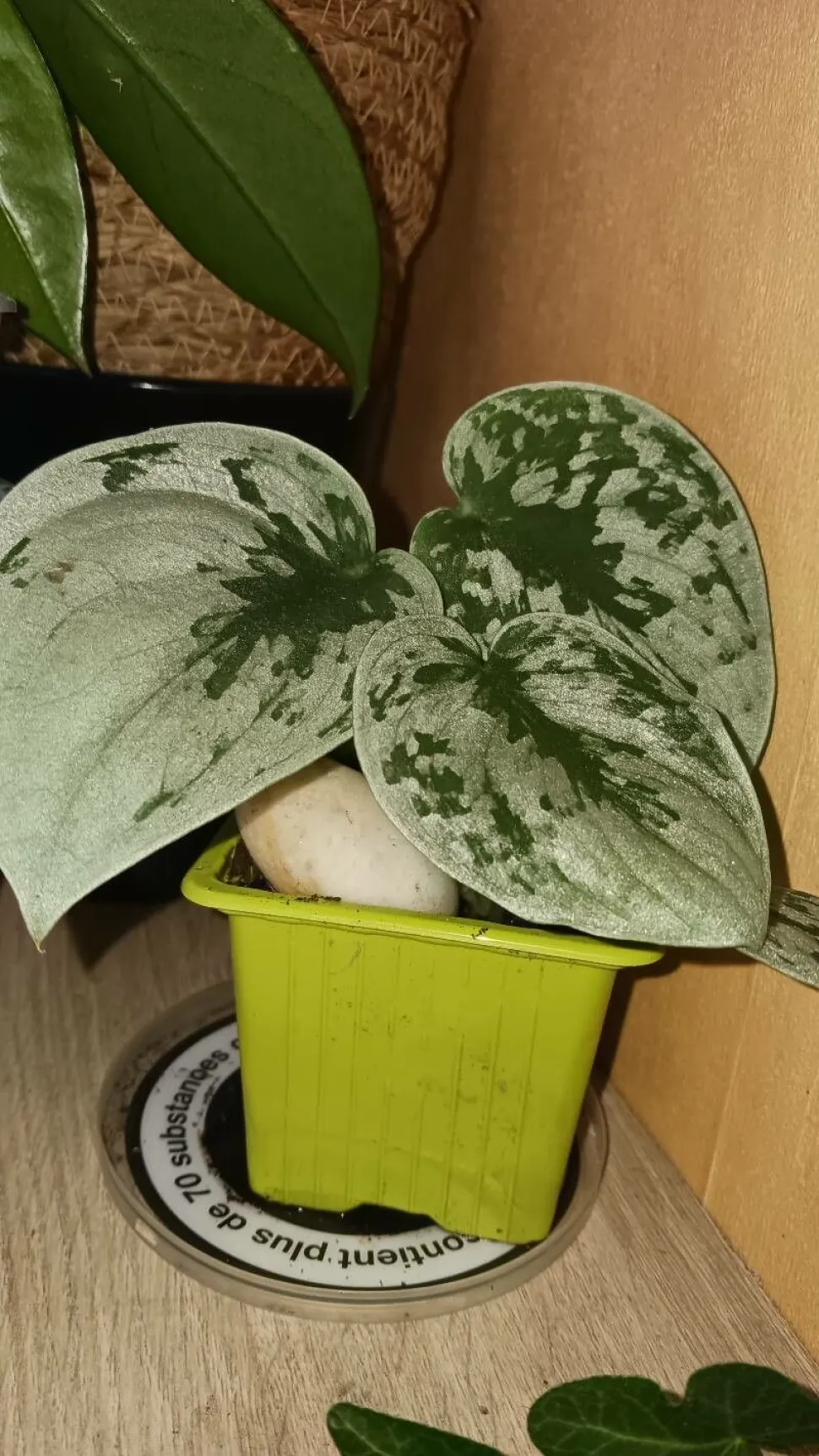 Pothos Silvery Ann im Topf