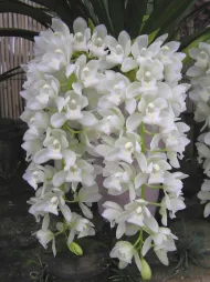 Orchidée blanche aux fleurs retombantes Cymbidium Sarah Jean