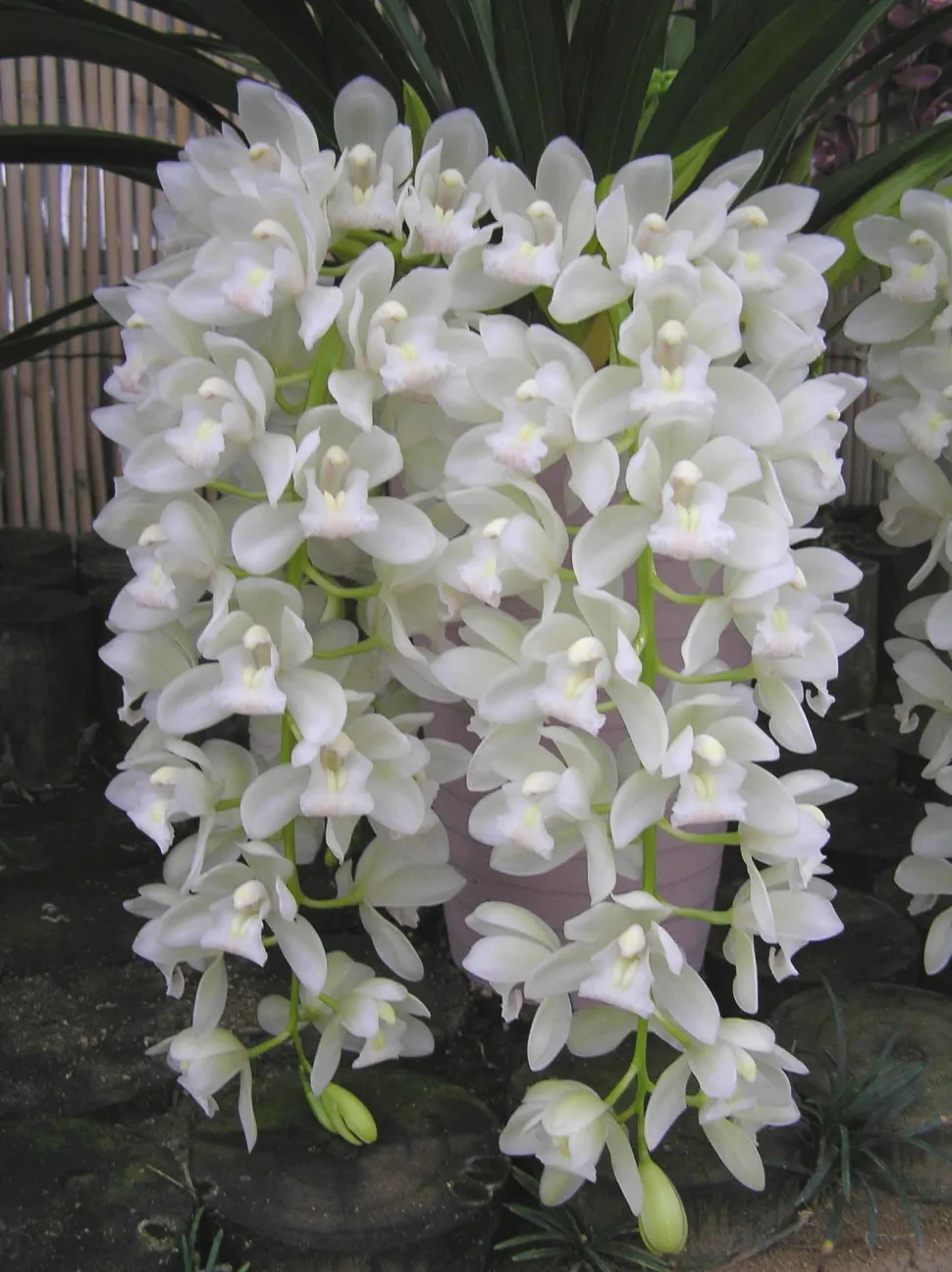 Orquídea blanca con flores caídas Cymbidium Sarah Jean