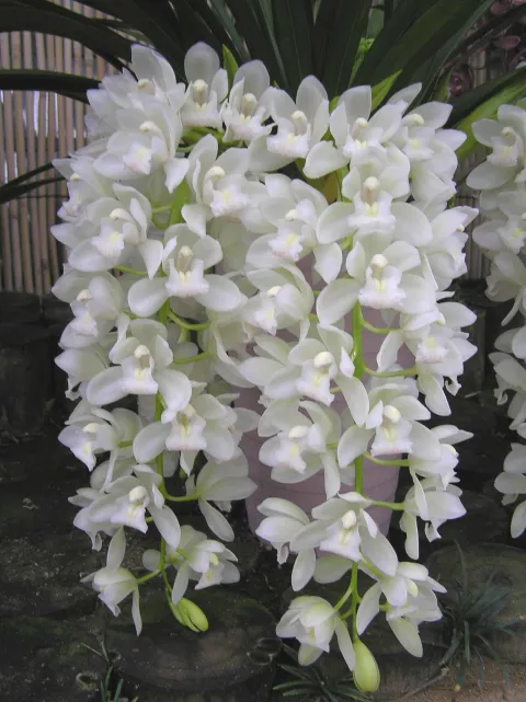 Weiße Orchidee mit hängenden Blüten Cymbidium Sarah Jean