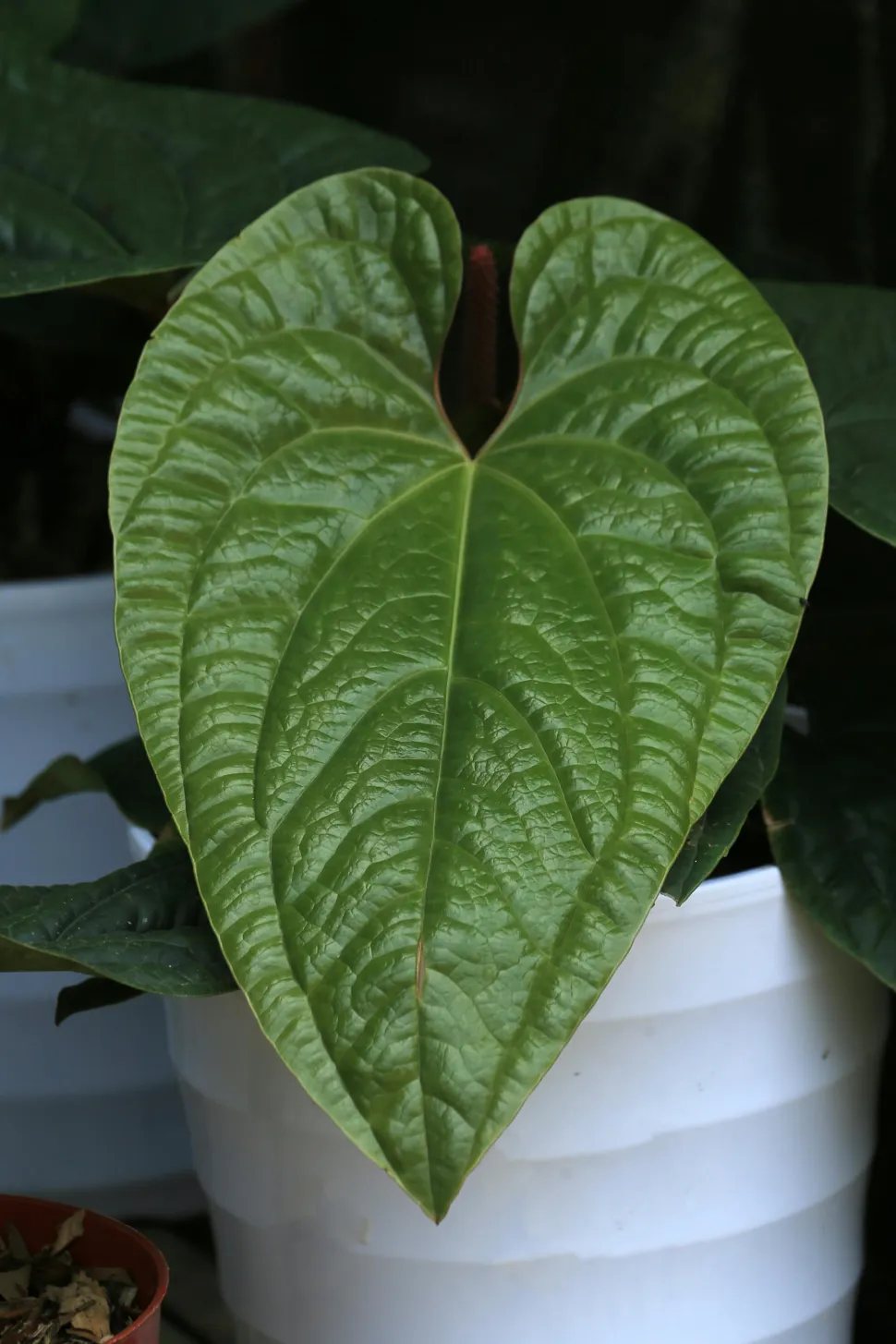 Anthurium luxurians em vaso