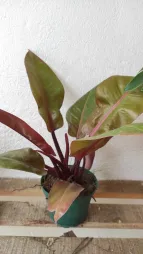 Philodendron erubescens i en potte