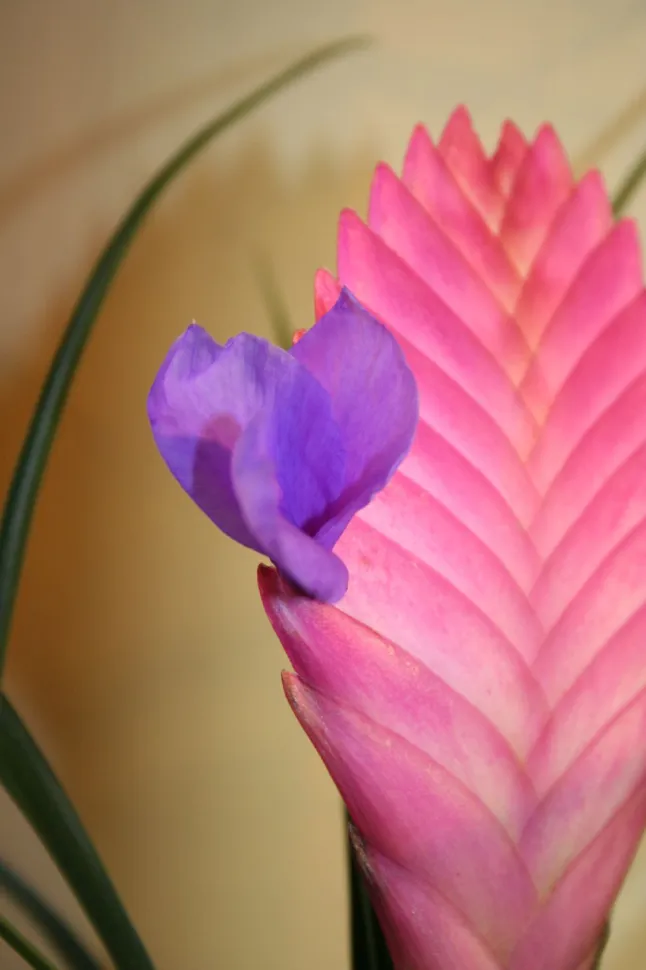 Paarse bloem met roze schutbladeren, Tillandsia ‘racket’