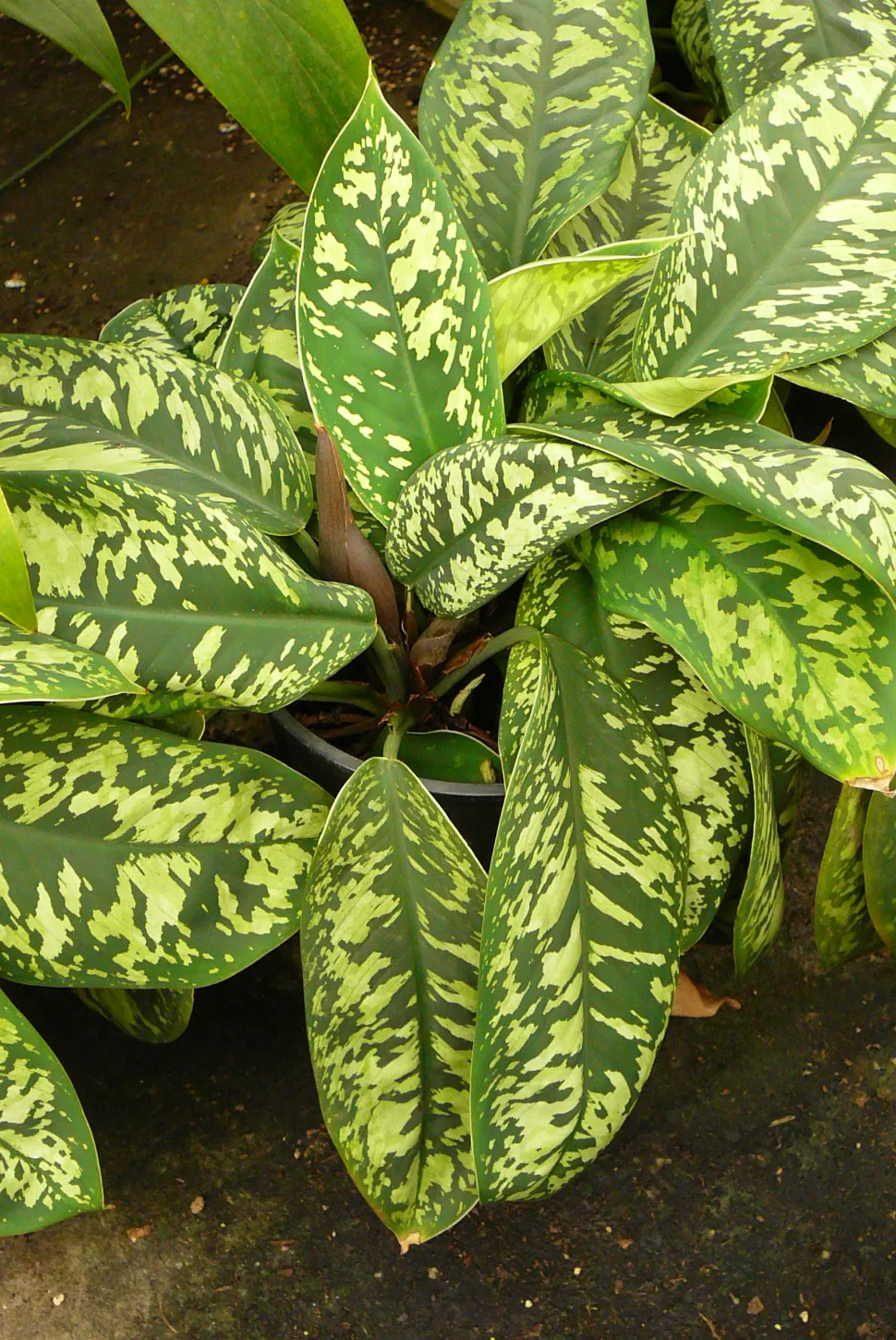 Folhagem tons de verde Adelonema Camouflage