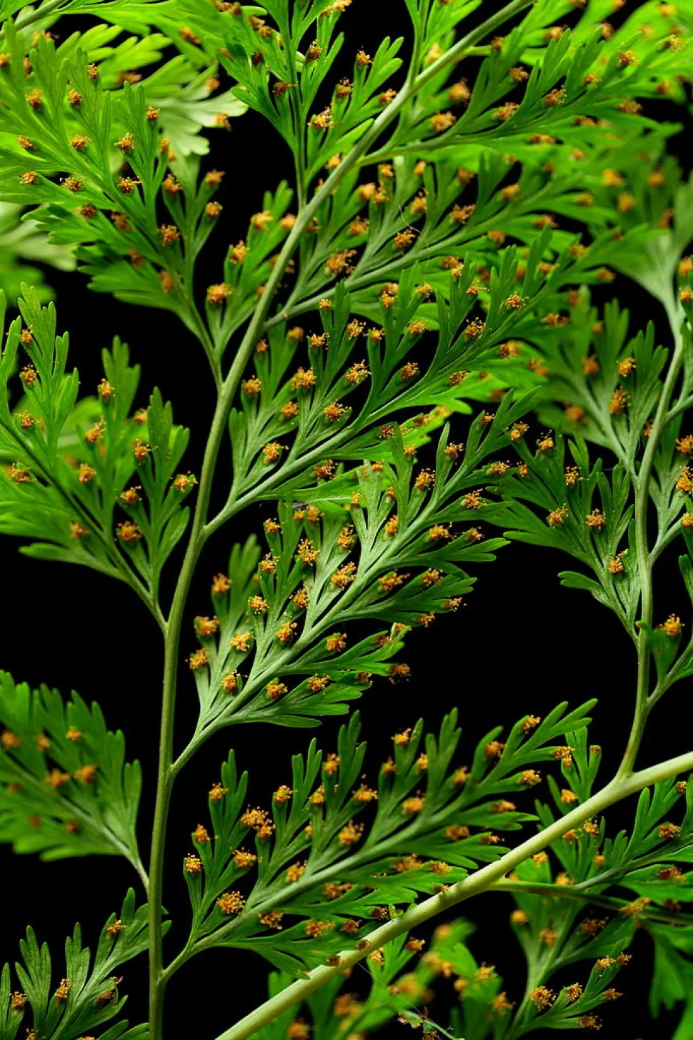 Esporangios de Davallia canariensis