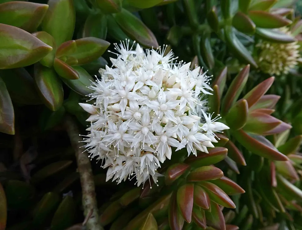 Blomster af Sedum nussbaumerianum