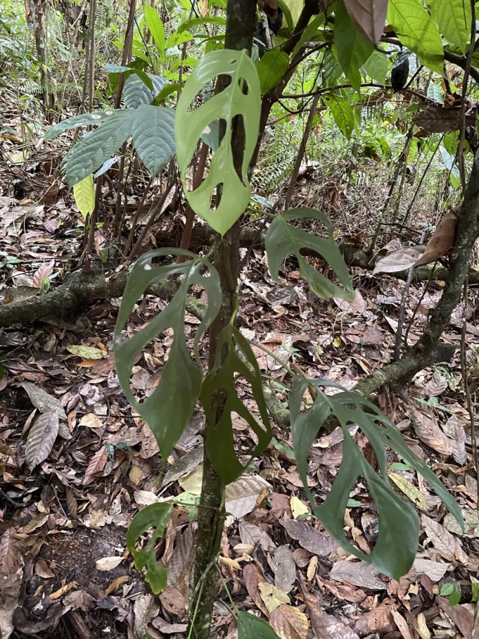 Monstera afskåret løv praetermissa