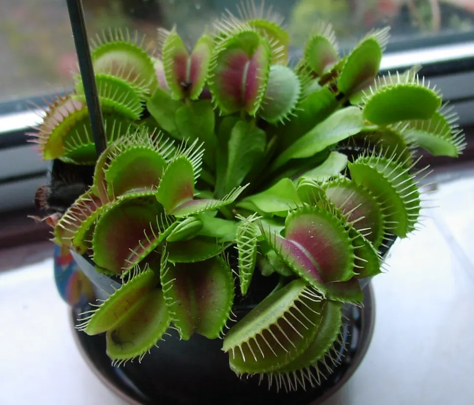 Fliegenfänger-Dionaea im Topf