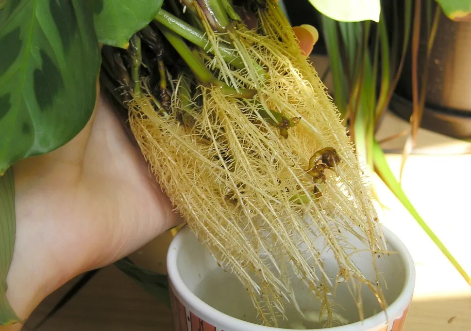 Wurzeln von Maranta Kerchoviana