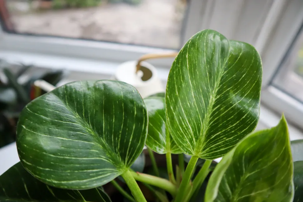 Grønne blade med hvide årer philodendron Birkin