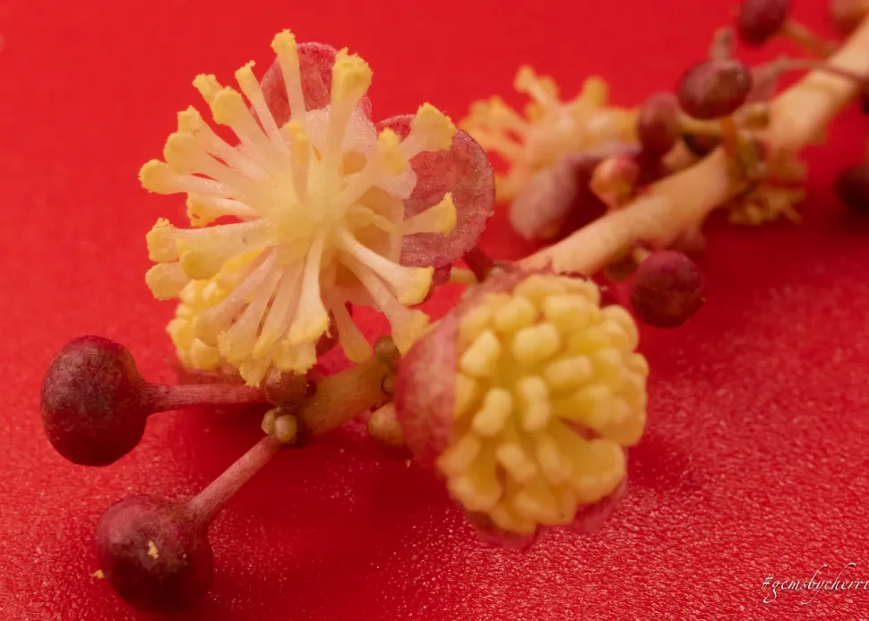 Croton bloemen