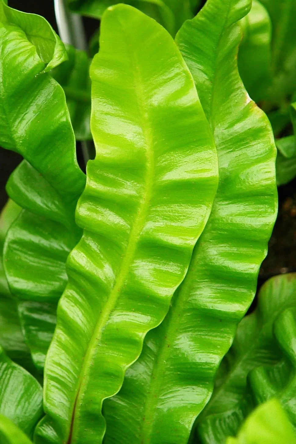 Asplenium nidus Sprød bølget bregneblad