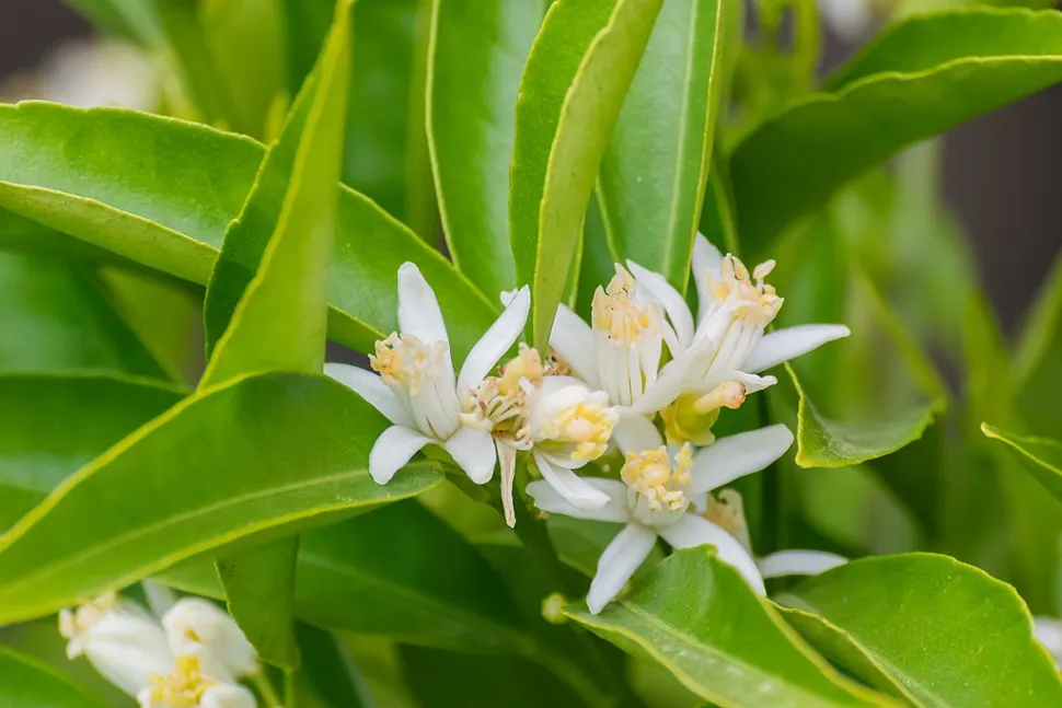 Hvide klementinblomster