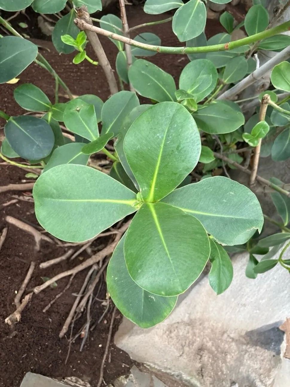 Clusia major in the ground