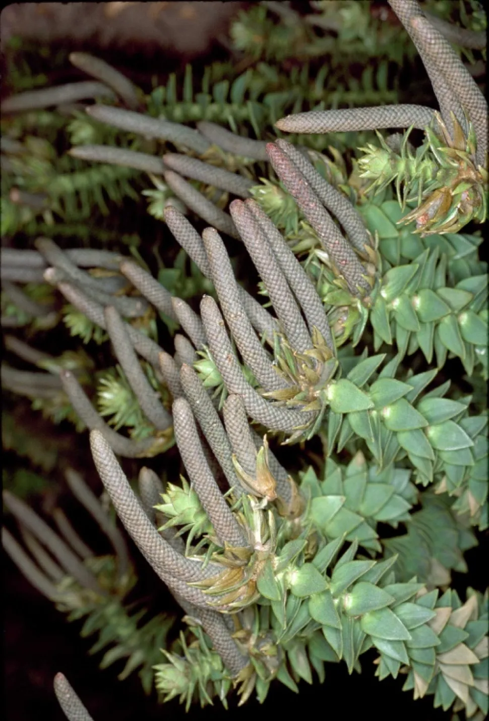 Cones masculinos Araucaria bidwillii