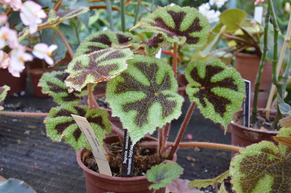 Begonia masoniana in een pot