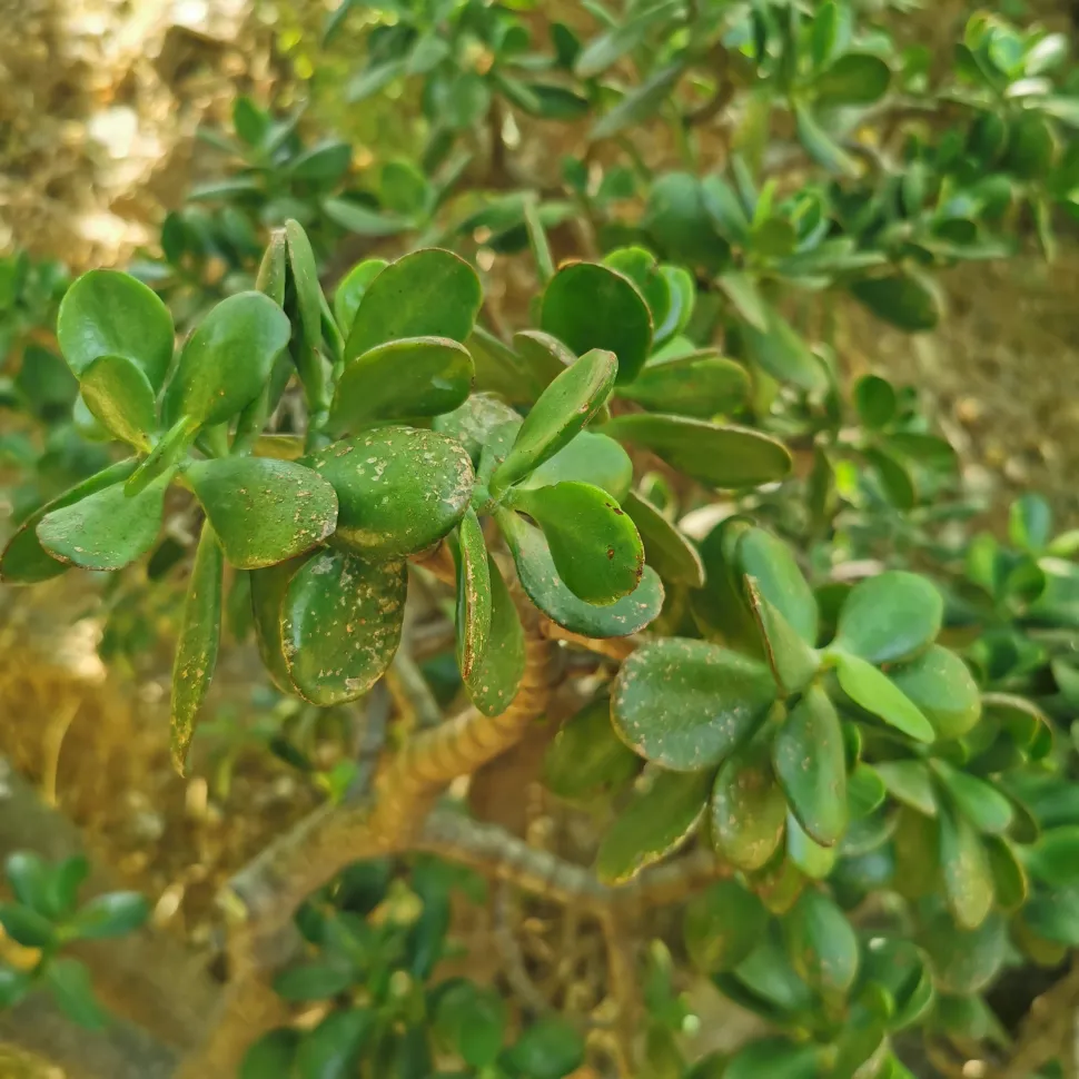 Crassula ovata i den botaniske have på Kreta