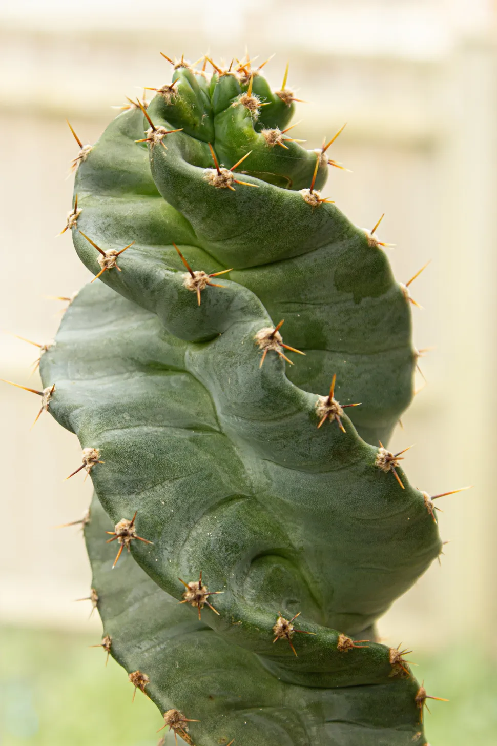 Cereus forbessi 'Spiralis' Cultivar